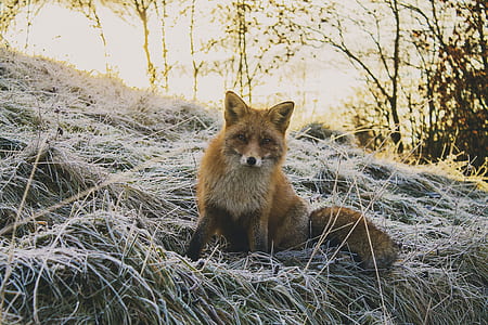 fox sitting on dried weeds thumbnail
