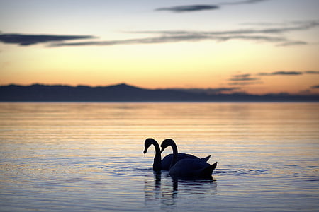 silhouette of two swans under cloudy sky thumbnail