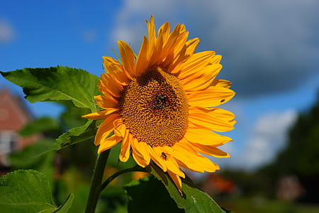 selective focus photography of sunflower at daytime thumbnail