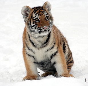brown and black tiger on white surface thumbnail