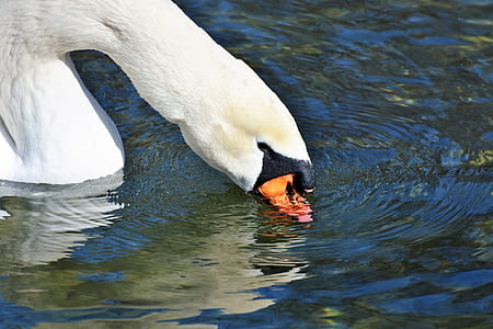 mute swan putting head on water thumbnail