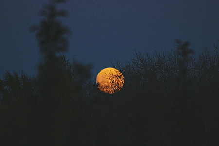 silhouette of grass background of orange moon thumbnail