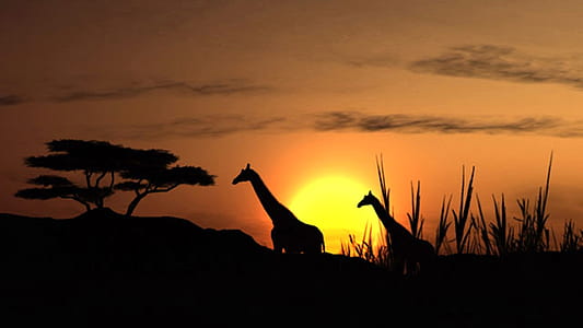 silhouette of two giraffes near trees thumbnail