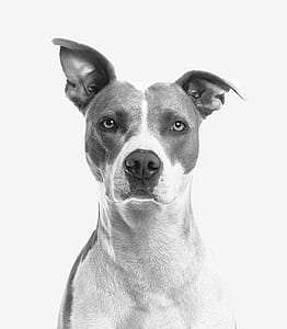 Closeup Photo of Short-coated White and Gray Dog thumbnail