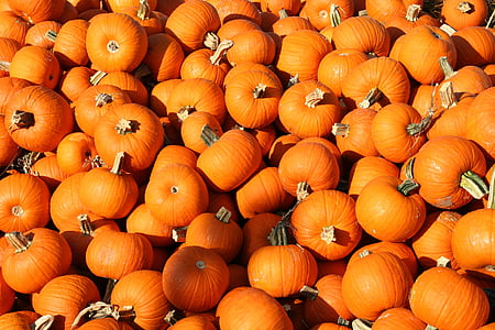 bunch of pumpkins thumbnail