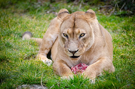 lioness eating raw meat thumbnail