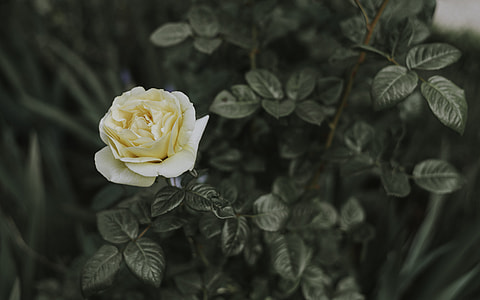 shallow focus of white rose thumbnail