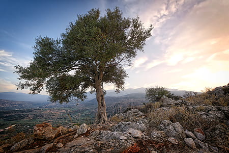 green tree on mountain thumbnail
