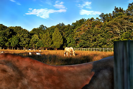 field, trees, countryside, agriculture thumbnail