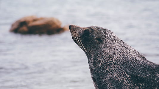 closeup photo of gray seal thumbnail