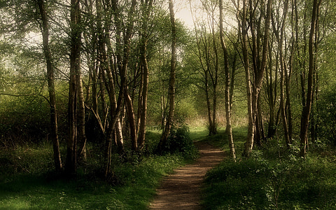 pathway surrounded with trees thumbnail