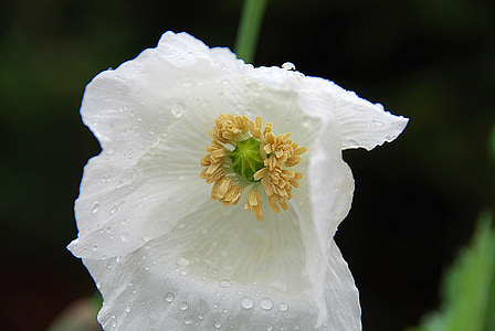 close-up photography of white petaled fower thumbnail