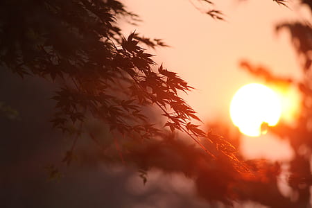 silhouette photo of sunset thumbnail