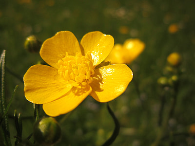 Buttercup, Sharp Buttercup thumbnail