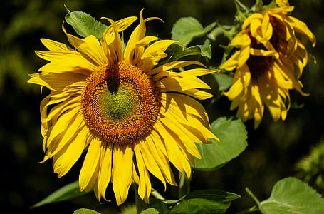 photo of yellow sunflowers thumbnail