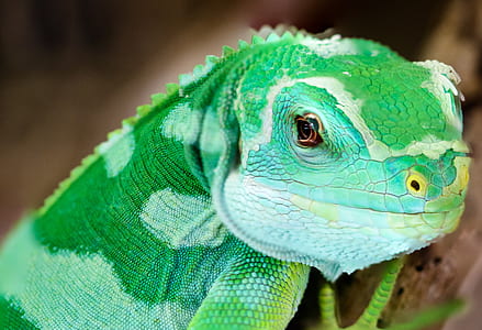 macro photography of green chameleon thumbnail