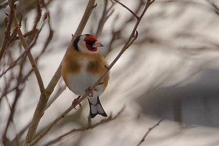 yellow and white bird perched on tree thumbnail