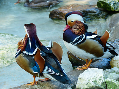 two birds on lake thumbnail