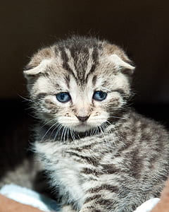 silver tabby kitten on brown surface thumbnail