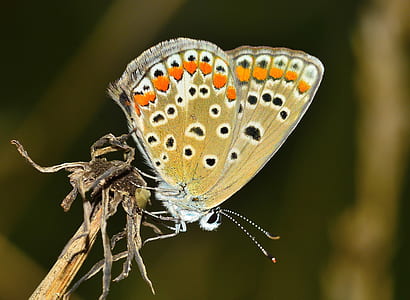 brown butterfly close up photography thumbnail