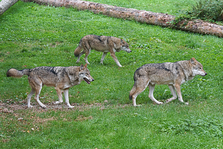 three Czechoslovakian wolfdogs on green grass under blue sky thumbnail