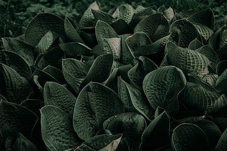 green leaf plants taken at daytime thumbnail