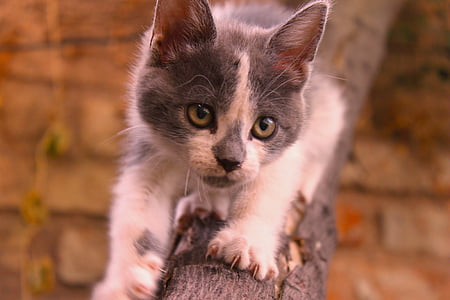grey kitten on brown wood log thumbnail
