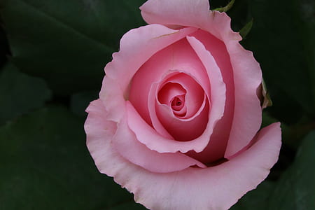 pink rose in close-up photography thumbnail