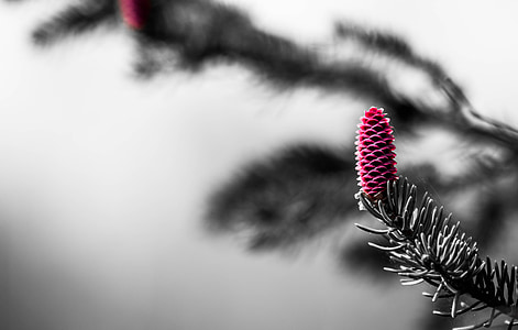 macro photography of pink pinecone thumbnail