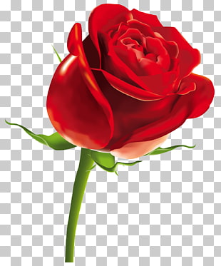 Rose Scalable Graphics Computer file, Red Rose , red rose illustration PNG clipart