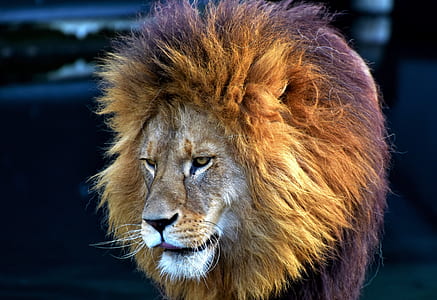 beige lion thumbnail