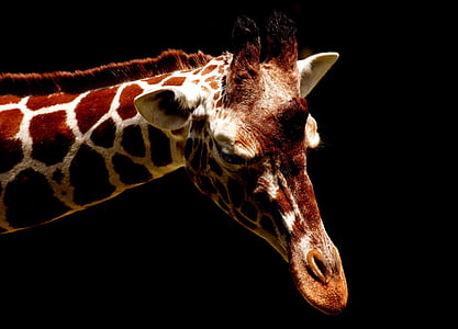 close up photo of giraffe head thumbnail