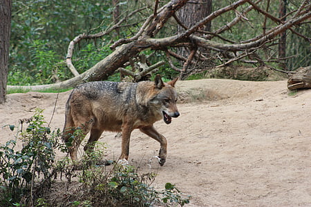 brown wolf walking in the forest thumbnail