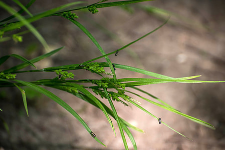 Bugs on the grass thumbnail