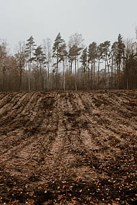 Autumn walk to the forest in foggy weather thumbnail