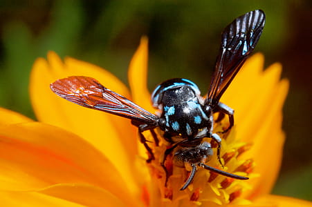 Macro Photography of Wasp on a Flower thumbnail