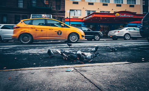 photo of flock of pigeons on street with background of vehicles passing thumbnail