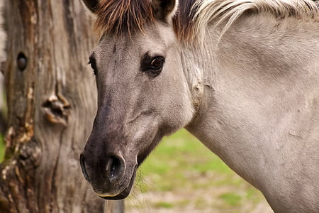 portrait of gray horse thumbnail