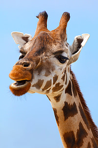 closeup photo of giraffe thumbnail