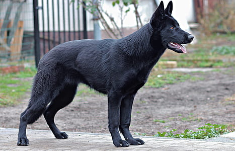 short-coated black dog thumbnail