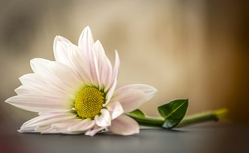 selective photography of white daisy on grey surface thumbnail