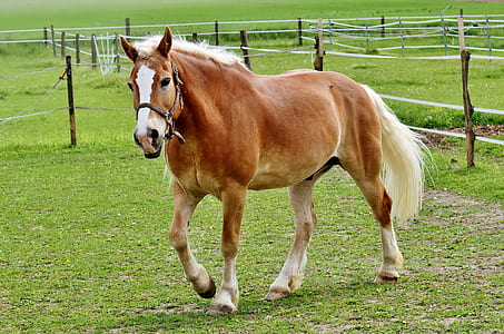 white and brown horse in grass field during daytime thumbnail