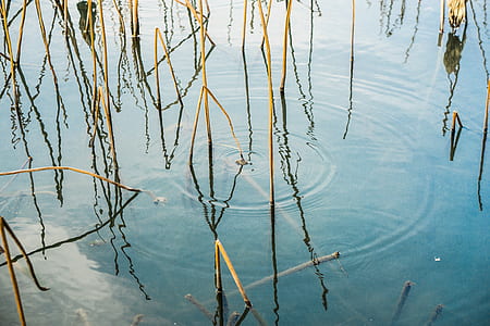 body of water with plants thumbnail