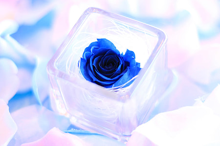 blue flower in clear square glass container thumbnail