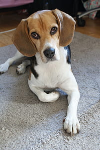 adult black, white, and tan beagle resting on area rug thumbnail