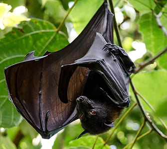 shallow focus photography of black fruit bat thumbnail