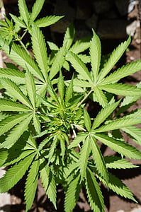 close-up photo of green cannabis thumbnail