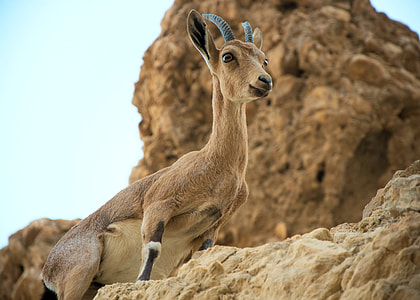 brown mountain deer on brown rocks thumbnail