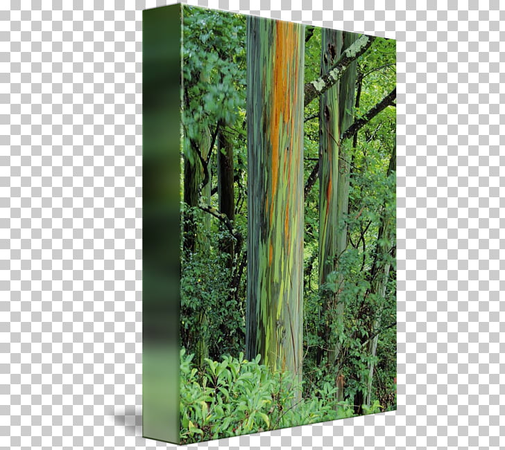 Page 68 2 093 Bamboo Tree Png Cliparts For Free Download Uihere