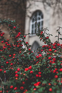 shallow shot of red bearing fruits plant thumbnail